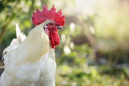 鸡品种在阳光明媚的绿色大自然背景下 布丽丝·加洛奇种白鸡背景