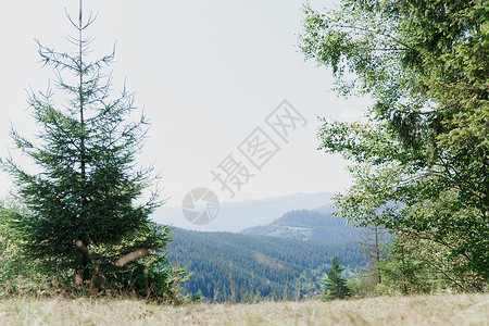 Karpathians山的绿色山区景观 其温和之处在Karpathian山脉上乌克兰的美丽性质我国的旅游业与自然的统一全景蓝色国农村高清图片素材