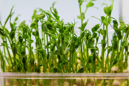 豌豆发芽白色背景的微绿色豆芽分离 有选择地聚焦婴儿饮食餐厅生物种子植物土壤横幅叶子沙拉背景
