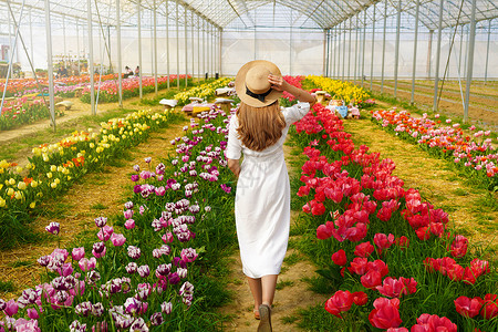白红色郁金香穿着白裙子和草帽的漂亮女孩 在春假多彩郁金香间行走礼服国际闲暇女士享受花朵日落女孩白色花园背景