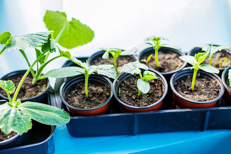 夏新实力周在窗户上种植的树苗 有选择的焦点地面农业温室蔬菜季节生态植物园艺环境生活背景