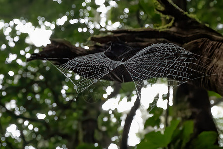 森林里有水滴的蜘蛛蜘蛛蜘蛛网图片