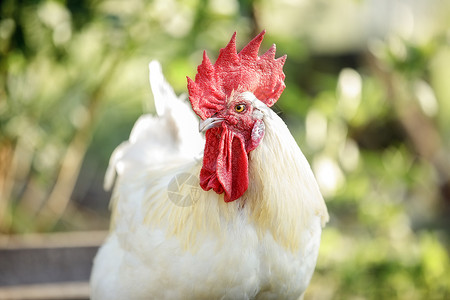 鸡品种绿色自然背景的布雷斯加洛奇种白鸡背景