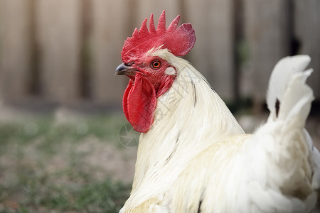鸡品种白公鸡有棕色翅膀 静静地蹲在草坪的院子里背景