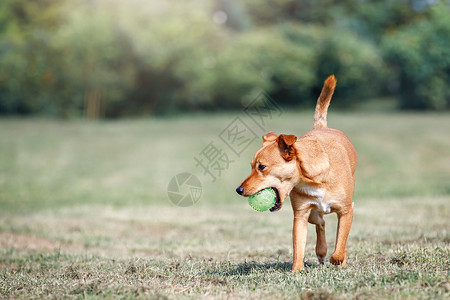 棕色狗跟尾尾巴跑来 把绿球带来了耳朵动物橙子牙齿头发背景行动玩具朋友小狗背景
