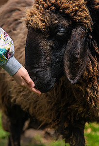 孩子喂羊 有选择地集中注意力女孩哺乳动物羊肉活动宠物山羊动物园动物童年农场可爱的高清图片素材