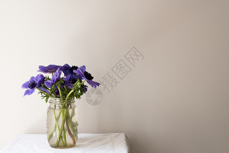 张凯丽用玻璃罐子在一小张白色桌子上 和中性墙对面的玻璃瓶里放紫色安丽酮花朵背景