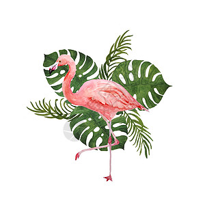 水彩火烈鸟水彩手绘画 用粉红火烈鸟和热带绿色野兽 棕榈林树叶作为背景 暑假概念;印卡片请柬T恤装饰品背景