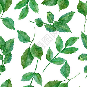 手绘水彩绿叶水彩手绘制了无缝的图案 绿色叶子自然绿叶 野生草药织印设计 壁纸纺织品优美的花叶背景插图植物打印艺术风格植物群装饰手绘墙纸绘画背景