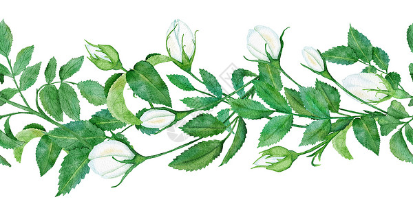 手绘水彩绿叶水彩手绘无缝水平边框与白色野玫瑰花绿叶叶 优雅的插花框架 用于婚礼请柬设计 纺织品 天然自然植物草本有机时尚蓝色绘画植物群植物学背景