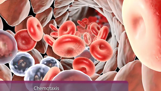 免疫系统中的白血细胞和抗原疾病病原微生物生物学吞噬细胞预防共轭攻击淋巴癌细胞背景图片