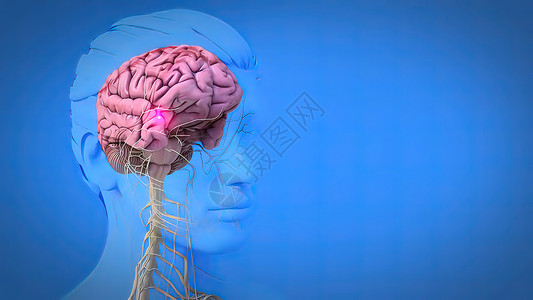 脑肌肉3D医疗信号器官生理身体艺术环形思考解剖学动脉教育动画背景图片