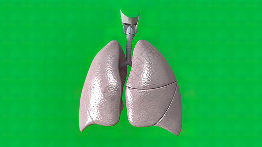 绿幕后面的呼吸系统的呼吸系统呼吸身体器官解剖学胸椎插图气囊生理支气管炎药品背景图片