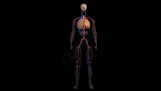 黑底的人类解剖 血管系统细胞计算机静脉科学医疗心室人心绘图中庭木耳图片