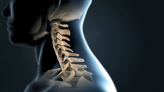 神经发育带神经的伦巴脊柱静脉骨头生物学循环颈椎病椎骨腰椎图表骨骼治疗背景