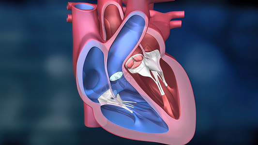 心脏工作系统 通过人体血液抽血骨骼渲染心绞痛插图科学信息生理动脉粥样硬化生物学流量背景图片