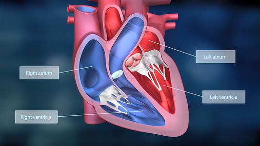 心脏工作系统 通过人体血液抽血动脉生物学身体科学图表心脏病静脉器官骨骼渲染背景图片