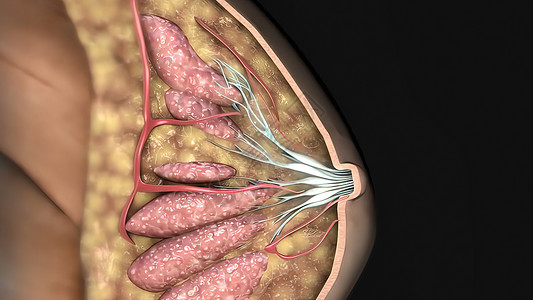 腺样体哺乳腺老化外科手术乳腺皮肤女性专家尺寸考试体论背景