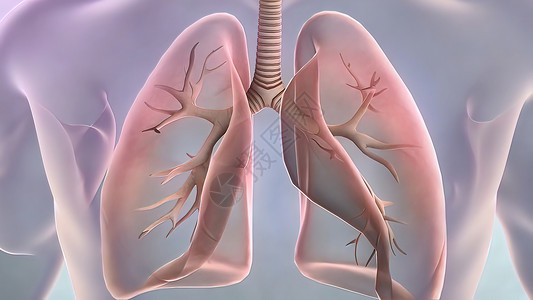 局部解剖学 肺癌肺段中叶科学呼吸呼吸系统胸部器官支气管人体视图背景