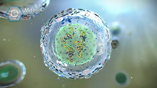 细胞周期基因组基因组链高清图片