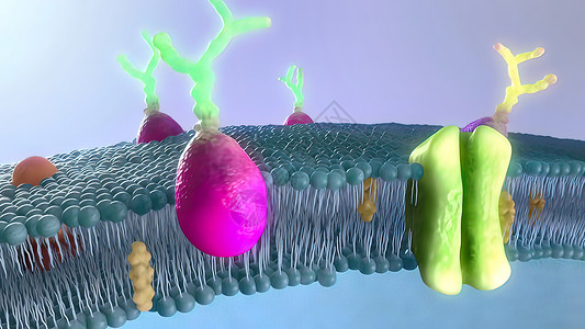 剪短医学3D插图脂质双分子层高清图片