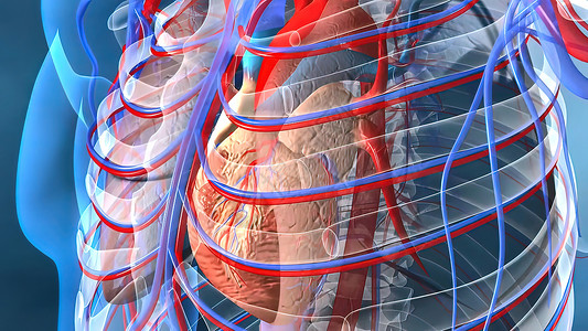 在线考试系统心脏和血管工作病人精神药品考试解剖学生理维管束把脉蓝色器官背景