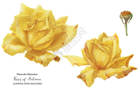 两朵黄玫瑰花黄色植物花卉绘画手绘玫瑰植物群艺术背景图片