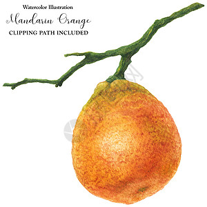 水彩树枝树枝上的小红桃橘子艺术品甜点蔬菜插图园艺食物水果植物橙子艺术背景