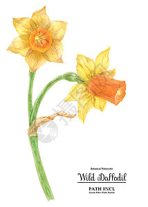 野生多夫迪尔复活节花手绘香水芳香水彩荒野百合植物艺术水仙仙花背景图片