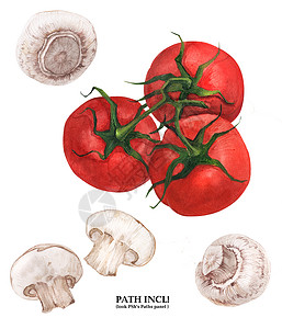 手绘食物蘑菇植物水彩辣椒和西红柿背景