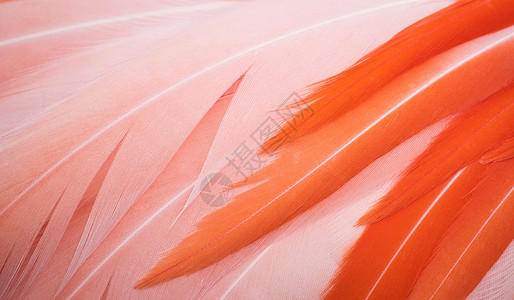 粉红和橙色火烈鸟羽毛的精美近身形成完整的纹理背景高清图片