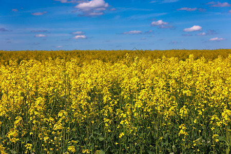 闪亮的甘蓝田地和白云布满花朵的天空种子柴油机环境燃料国家土地场地蓝色农业农田背景图片