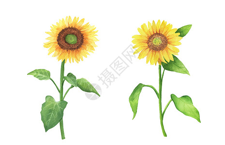 水彩向日葵彩色植物手画的黄色花朵插图 在白色背景上被孤立 Btanical 绘画剪贴带背景