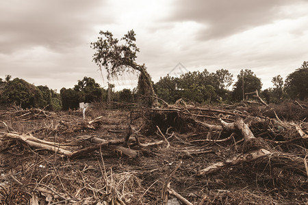 砍伐森林环境破坏热带雨林毁于施工损害烧伤农业热带资源树桩木头雨林气候地面油高清图片素材