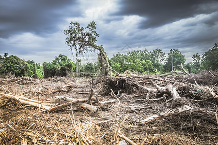 砍伐森林环境破坏热带雨林毁于施工灾难地面棕榈树干烧伤热带损害木头生态资源环境的高清图片素材
