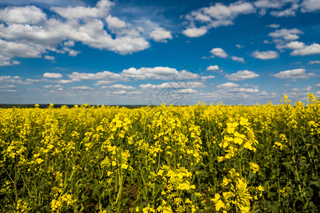 闪亮的甘蓝田地和白云布满花朵的天空土地场地种子活力晴天柴油机地平线蓝色植物农业背景图片