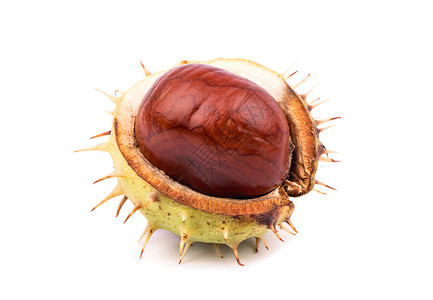 贝壳中的栗子水果尖刺团体植物坚果绿色种子板栗棕色白色背景图片
