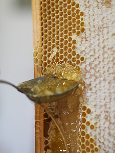 蜂巢蜂窝养蜂人在家里从蜜蜂蜂蜂巢中提取有机蜂蜜并滴水花粉蜂窝流动细胞健康饮食食物液体美食药品饮食背景