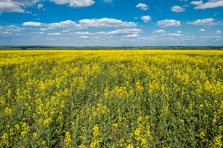 闪亮的甘蓝田地和白云布满花朵的天空燃料土地农业活力种子生长油籽环境油菜籽植物背景图片