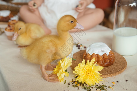 小女孩放和平鸽复活节桌上可爱的毛茸茸的小鸭子 旁边是一个小女孩 上面放着鹌鹑蛋和复活节纸杯蛋糕 复活节快乐的概念动物幸福喜悦友谊小姑娘乡村惊喜背景
