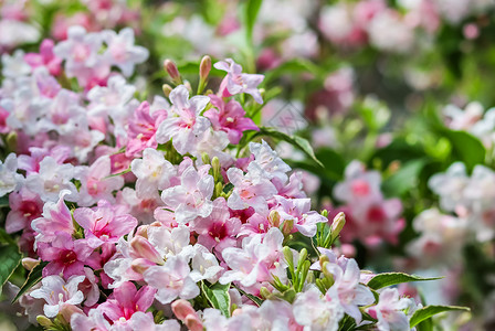 苍白口哨灌木的粉红色花朵衬套花粉园艺灌木风景宏观植物学生长植物群叶子背景