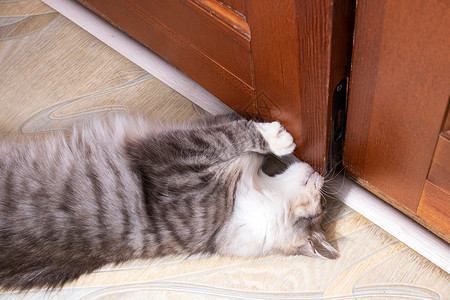 猫正面灰猫把门关上朋友们地毯摄影灰色眼睛家畜宠物入口毛皮白色背景