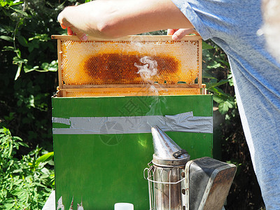养蜂大师拔出一个带蜂蜜的框 从蚁群中的蜂巢里提取出来蜂蜡安全六边形养蜂业职业花粉花蜜收成工蜂收获检查高清图片素材