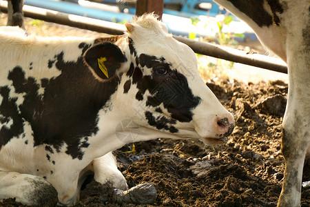 现代奶牛谷仓 牲畜近视配种农田商业奶制品家畜牛棚牧场牛奶农村干草图片