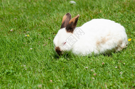 有棕鼻子的白可爱小白兔 在草坪上吃草 漂浮的宠物 野兔农业食物哺乳动物野生动物耳朵动物橙子荒野婴儿毛皮白色的高清图片素材