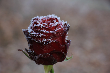 一朵红玫瑰上的白冰霜结晶水晶玫瑰冰镇季节背景图片