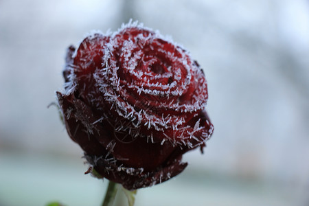一朵红玫瑰上的白冰霜冰镇结晶季节玫瑰水晶背景图片