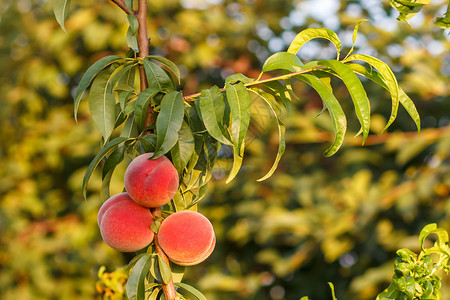 树上的桃子背景夏天高清图片