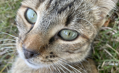 猫咪肖像的贴近友谊动物哺乳动物猫科虎斑头发爪子眼睛毛皮小猫迷人的高清图片素材