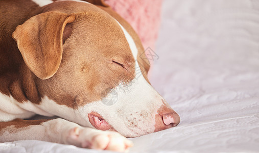 促进睡眠毛笔字在家睡觉 一只睡不着的狗在床上午睡背景